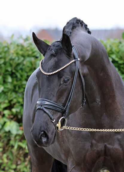 Lord Charmeur
