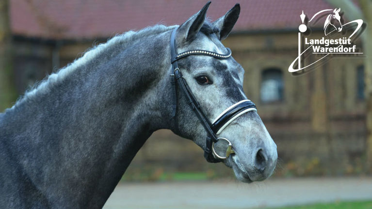 Hengstverteilungsplan 2019 zum Blättern