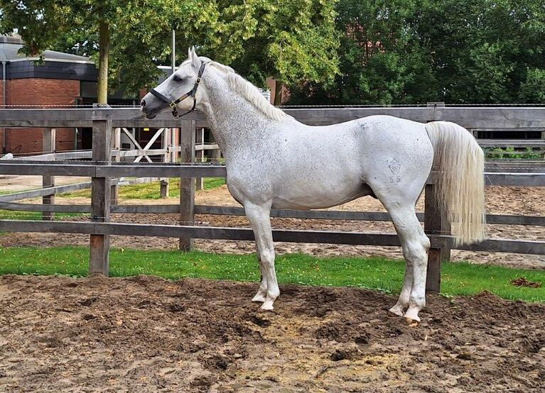 Cornado I