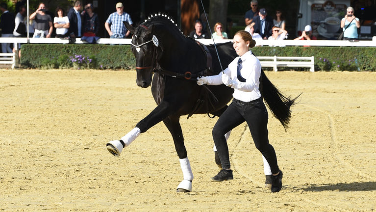 Warendorfer Hengstparade