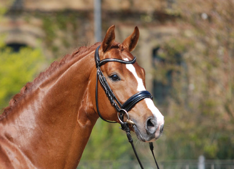 Sir Heinrich